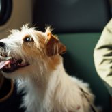 How to Travel With Pets: A Complete Guide