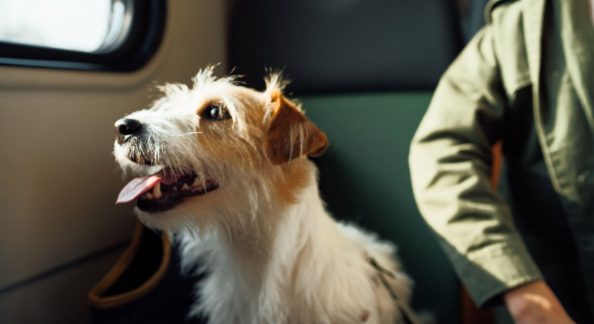 How to Travel With Pets: A Complete Guide