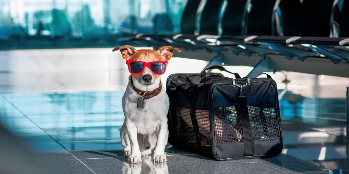 airline-approved pet carrier